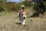 FOX TERRIER 091